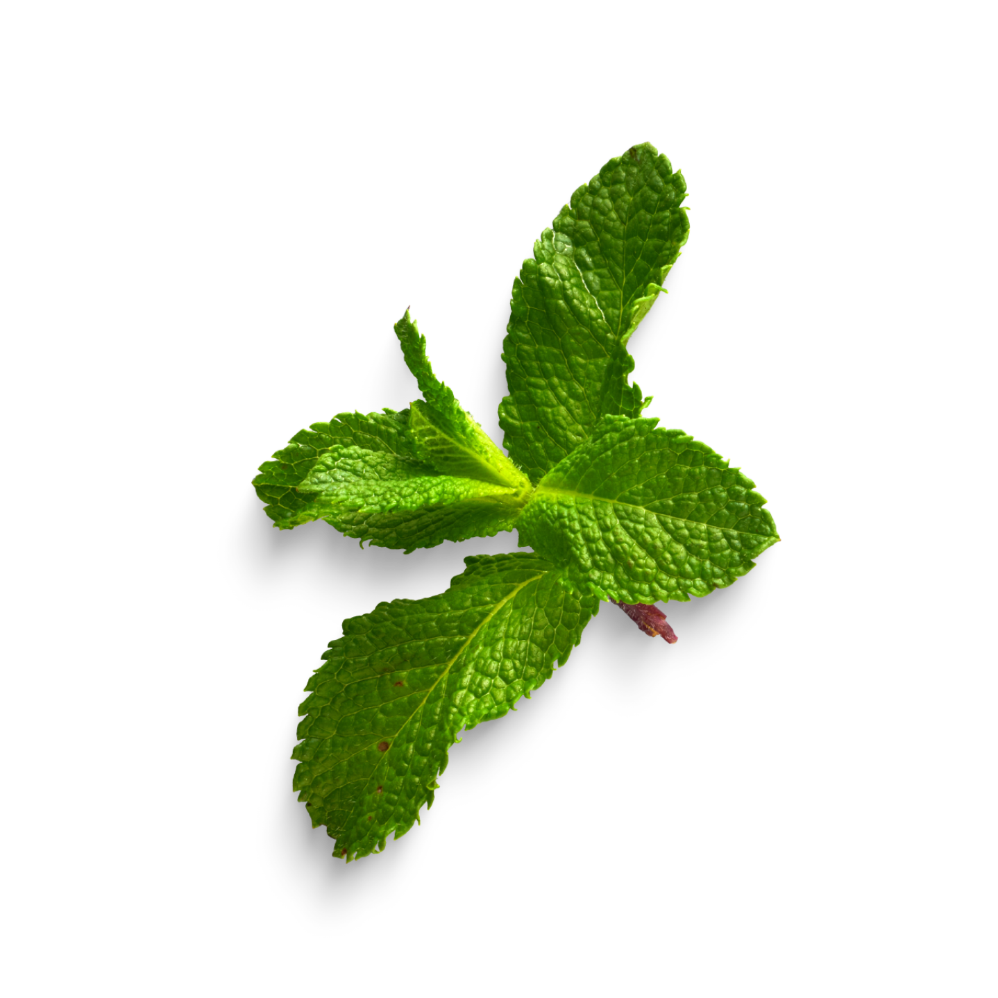 Gel lavant mains & corps, CÈDRE & MENTHE POIVRÉE